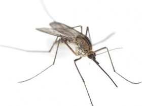Чего боятся комары - список эффективных химических и народных средств с описанием действия