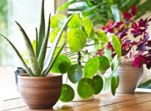 10 распространенных мифов о комнатных растениях