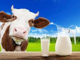 12 причин, почему вам нельзя пить коровье молоко