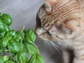 10 комнатных растений, безопасных для кошек