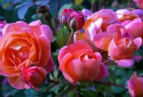 Как получить больше цветов от ваших роз