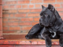 Бойцовские собаки - названия пород с описанием и характеристиками, опасность для человека и отзывы владельцев