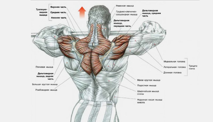 Анатомия мышц плеч