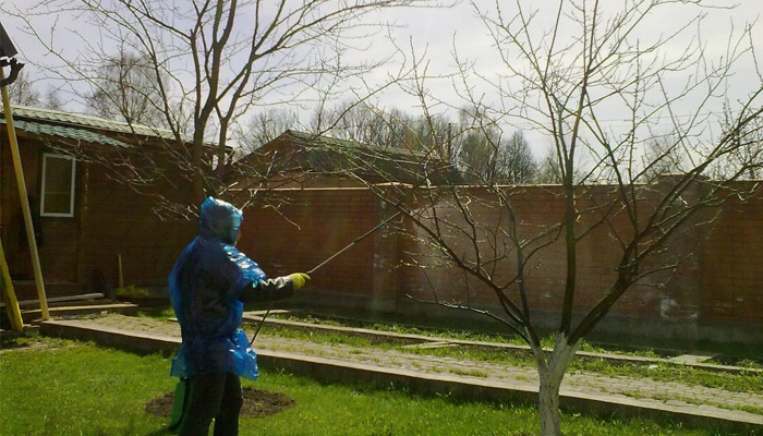 Мужчина опрыскивает деревья