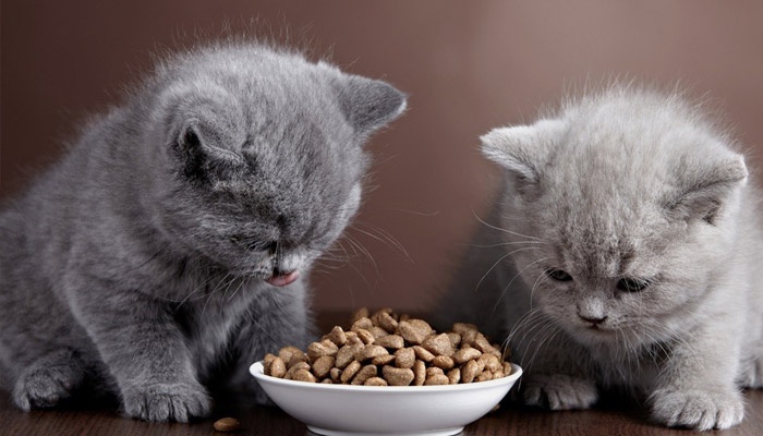 Котята лакомятся кормом