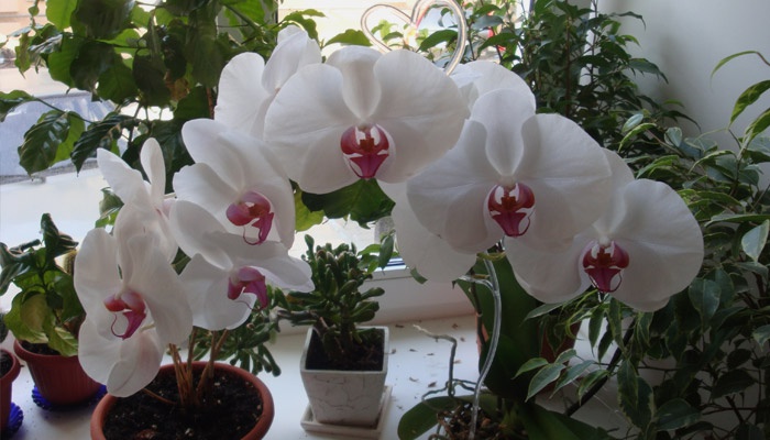 Imagini pentru орхидея