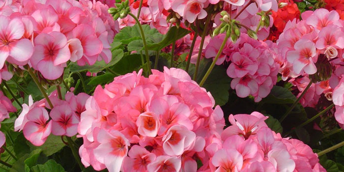 Розовые цветы герани