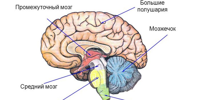 Схема строения головного мозга