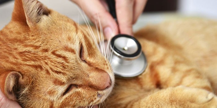 Рыжий кот у ветеринара 