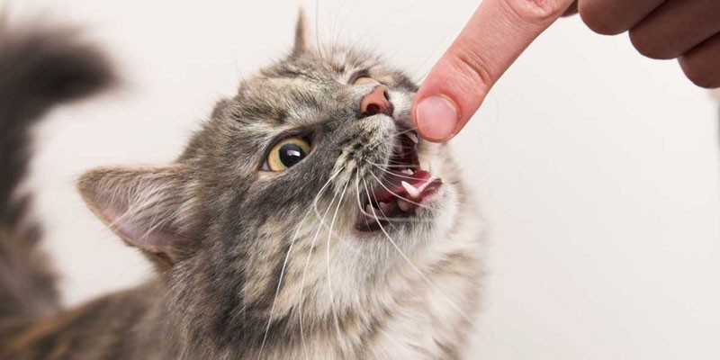 Кот кусает палец человека