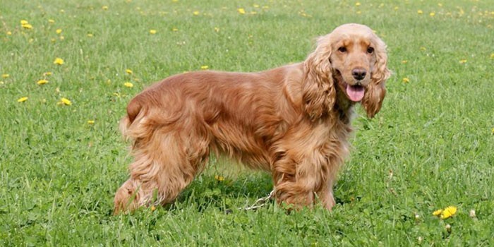 Собака породы Английский кокер-спаниель