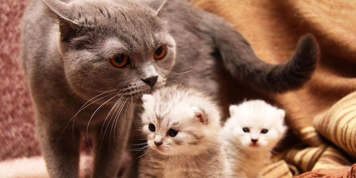 Кошачья семья